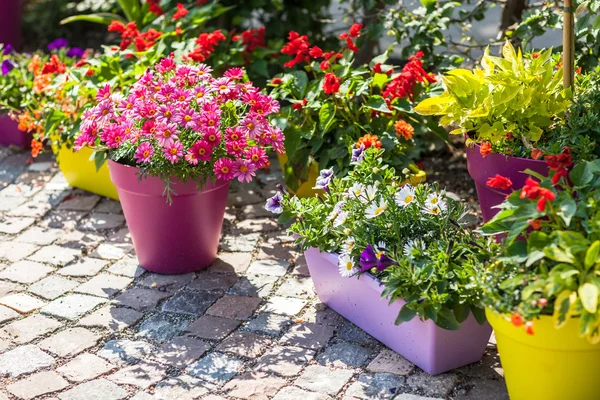 Plants for Container Gardening
