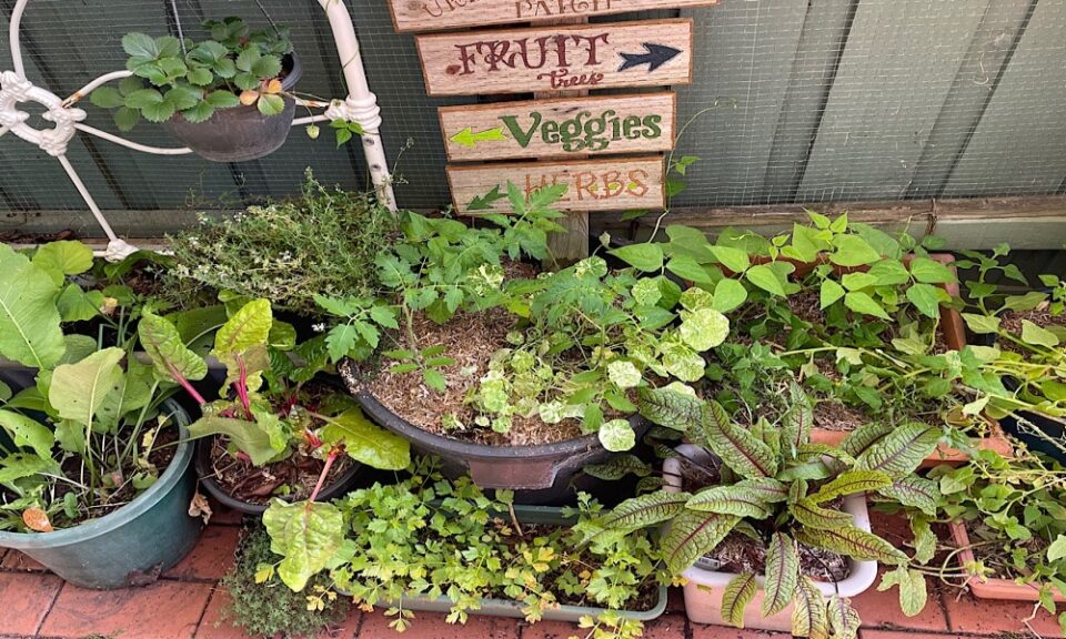 Grow Your Own Herbs and Vegetables