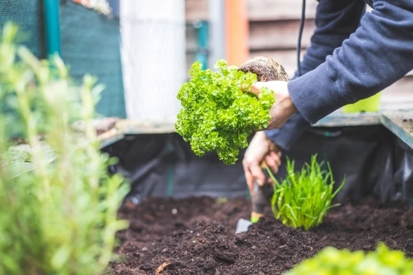 Why Grow Your Own Herbs and Vegetables